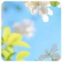抖音招商运营专员做什么